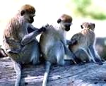 monkey2-150x122