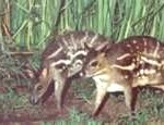 mousedeer2-150x115