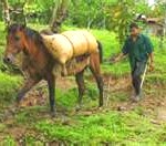 mule1-150x132