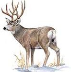 muledeer1-148x150
