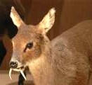 musk-deer1-150x120