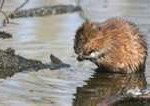 muskrat2-150x106