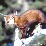 newfoundland-marten-150x150