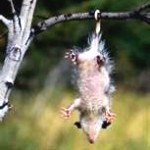 opossum1-150x150