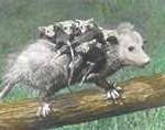 opossum2-150x138