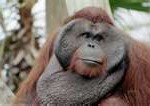 orangutan1-150x106