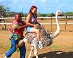 ostrich4-150x120