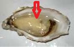 oyster1-150x96