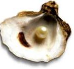 oyster2-150x140