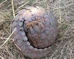 pangolin1-150x120