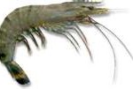 prawn1-150x101