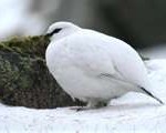 ptarmigan2-150x120