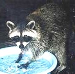 raccoon2-150x147