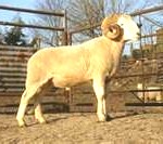 ram-150x133