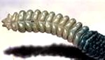 rattlesnake-tail-150x87