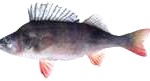 redfin1-150x81
