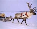 reindeer2-150x120
