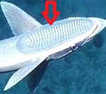 remora1-150x134