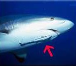 remora3-150x131