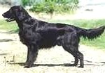 retriever11-150x104