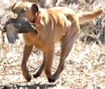 retriever2-150x127