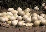 rhea-eggs-150x104