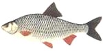 roach21-150x74