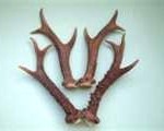 roe-antlers-150x120