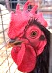 rooster1-107x150