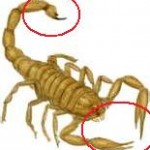 scorpion11-150x150