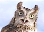 screech-owl11-150x110