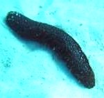 sea-cucumber-150x141