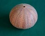 sea-urchin11-150x120
