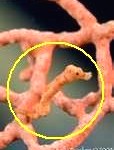 seahorse-camouflage-114x150