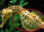 seahorse-male-150x111