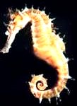 seahorse1-109x150