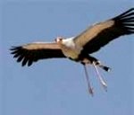 secretary-bird4-150x150