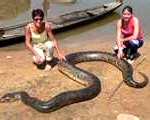 serpent1-150x120