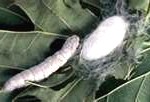 silkworm-cocoon-150x102