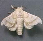 silkworm-moth1-150x143