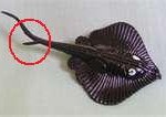 sting-ray1-150x106