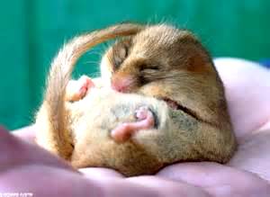 a sleeping dormouse