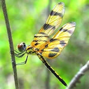 a dragonfly