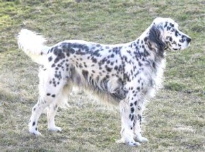 an English Setter