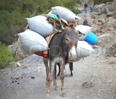 a good beast of burden