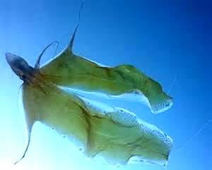 a female blanket octopus