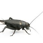 a cricket (insect)