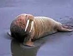 walrus-150x114