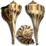 whelk2-150x150