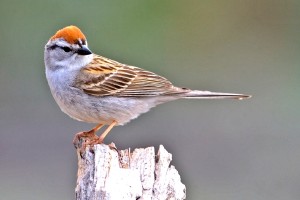 Chipping Sparrow, Cabin Lake Viewing Blinds, Deschutes National Forest, Near Fort Rock, Oregon